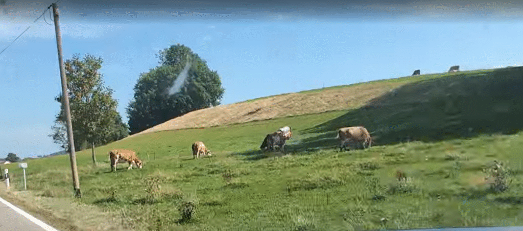cowswow