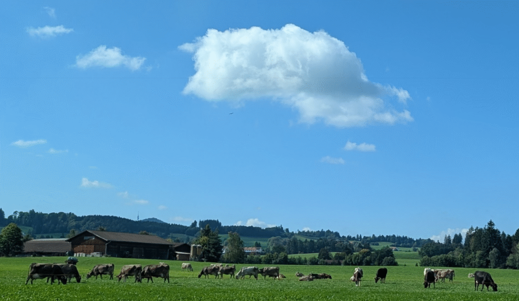 Moo Skies